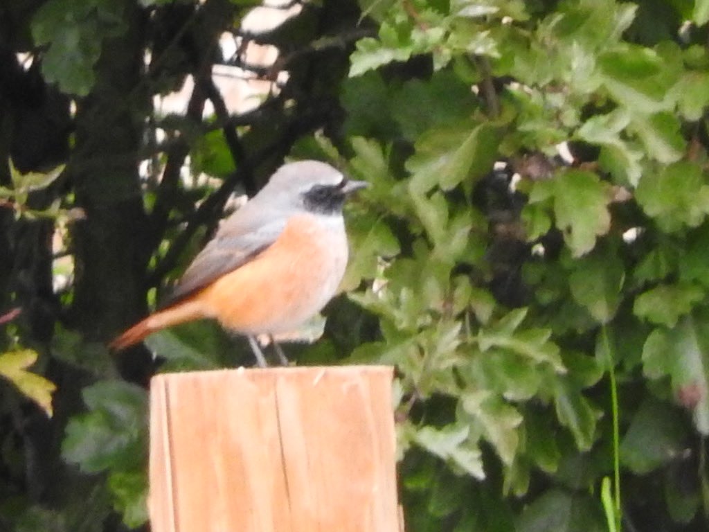 darth_feathers's tweet photo. A pair of male Redstarts locally this afternoon https://t.co/qCQLCs7kcm