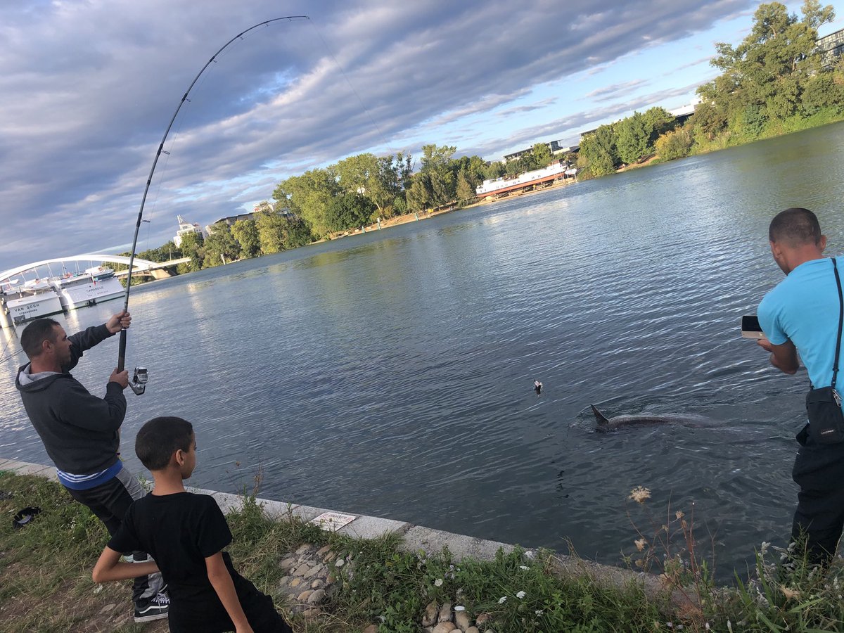 Snoopy66T's tweet photo. Un beau silure sorti du Rhône à Confluence https://t.co/q8YeSzaNJ2