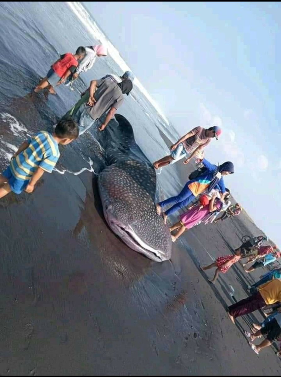 chacha_chan8's tweet photo. Indonesiaku, 
Ada hiu terdampar, diinjak lalu foto
Miris 😰😰 foto boleh lah,tpi knapa harus di injak 😰😰
Hiu cantik ini terdampar di wilayah pantai selatan Jember
@PemdaKabJember @jemberbanget @KPWJember @kissfmjember @susipudjiastuti @jembercoret @KelautanKKP  @jokowi https://t.co/ZwXh2n2jQG