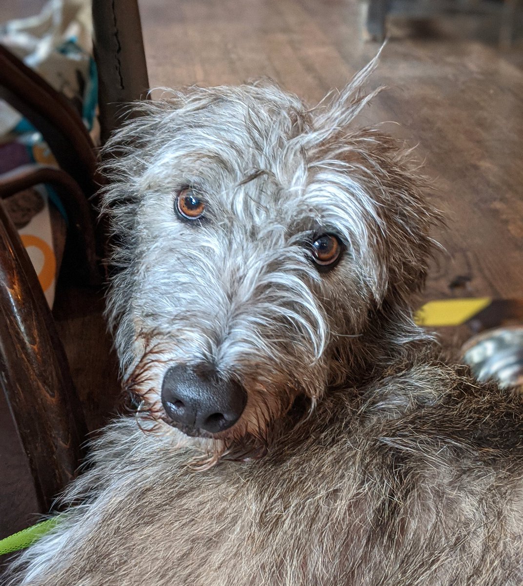 TheEagleSheff's tweet photo. Craigy's popped in for his Bank Holiday sup π come join; open 'til 11pm today!
#dog #pubdog #doggo #doggos #doglovers #pubs #publife #wateringhole #dogoftheday #sheffielddogs @DogsOfSheffield #dogsofsheffield #doglove #BankHoliday #dogslife #Sheffield #dogswelcome #lovedogs https://t.co/TYPxhkAT8y