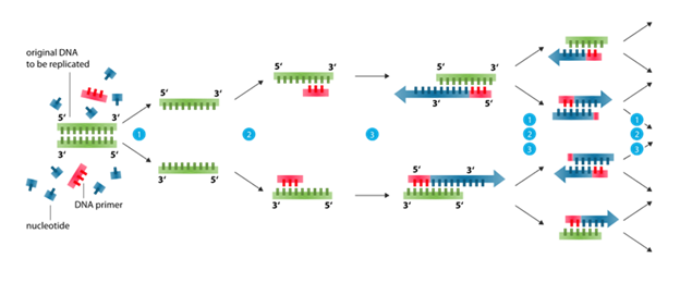 Once the RT step has converted RNA into DNA, we’re ready for the PCR step. PCR stands for polymerase chain reaction. This works like RT, but now DNA is copied into more DNA. Again, primers bind to the DNA and a polymerase makes a copy.