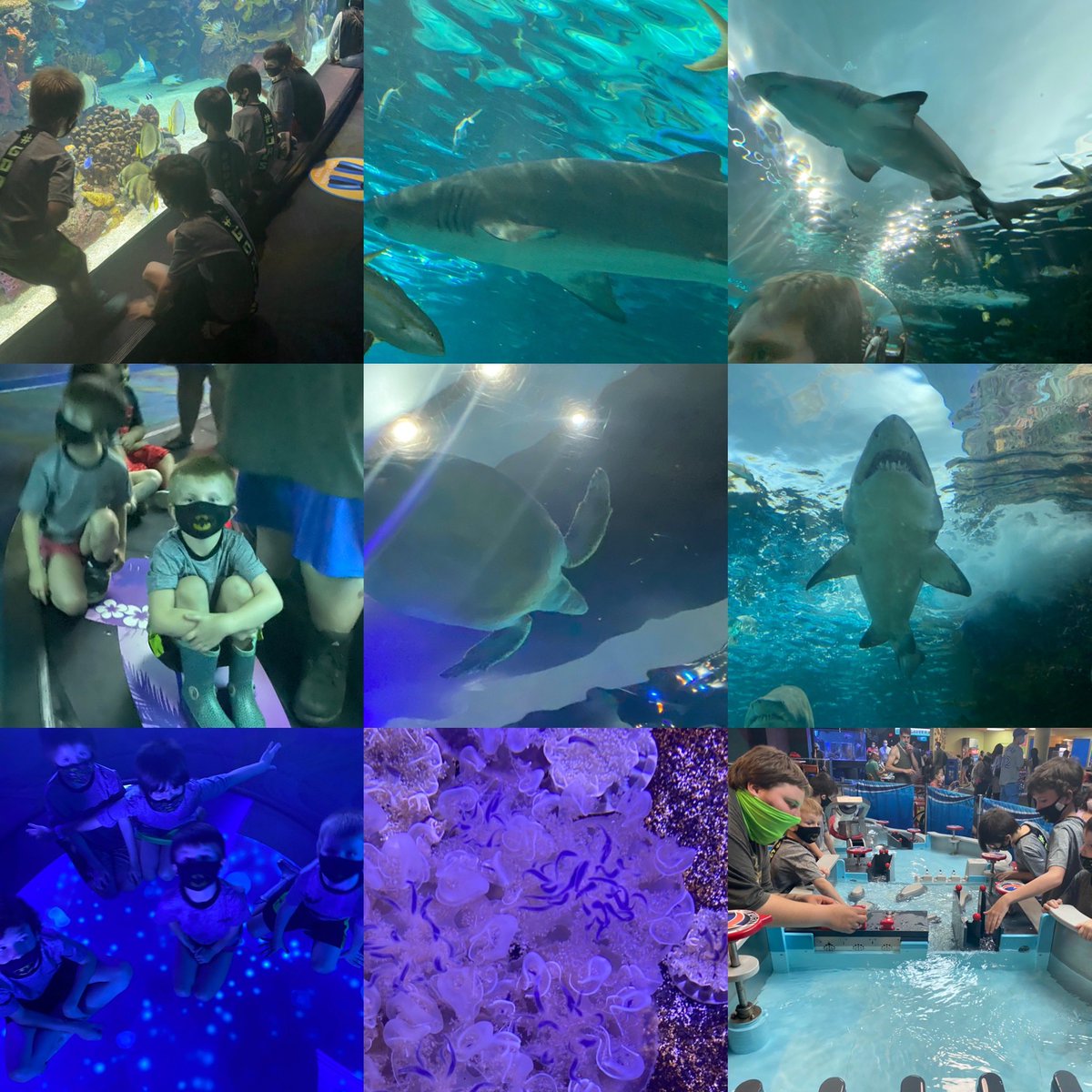 PCICICIL's tweet photo. Our adventure the other week #adventures @RipleysAquaCA  #familyfun https://t.co/M6qHPz8hK8