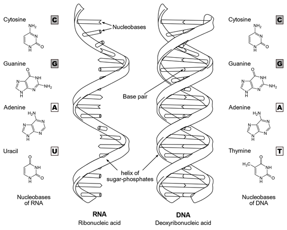 There are also two different types of molecules that can carry this code, DNA (which uses A,C,G,T) and RNA (which uses A,C,G,U). They are long ladder-like molecules that have a different nucleobase at each rung in the ladder.