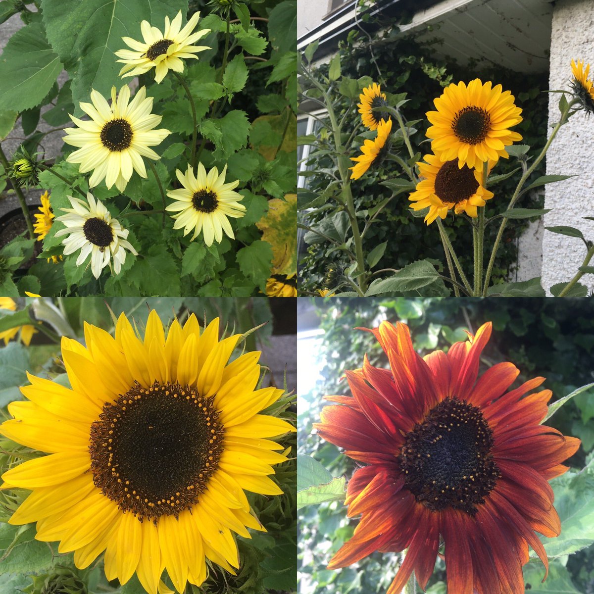 doneill1234's tweet photo. A successful year of sunflower growing, and still going strong ๐ฑ๐ปโ๏ธ#vanillaice #sunburst #waooh #rubysunset https://t.co/gFSe5fHdsK
