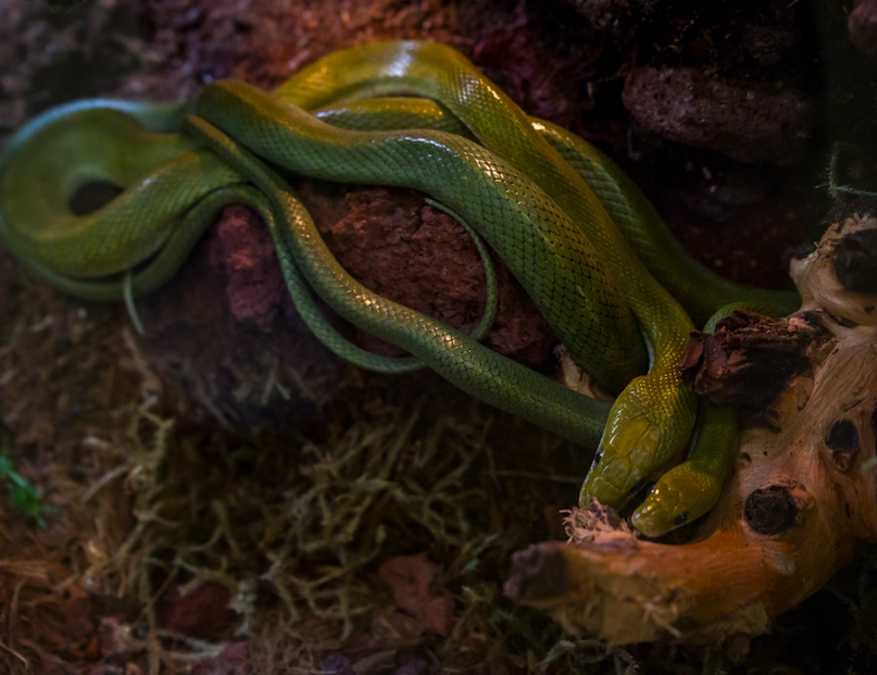 SnakeFarmZoo's tweet photo. Happy #SlitherSunday from this adorable pair of cuddled up snakes 🐍
#awsfzoo #newbraunfels #texas #cuteanimals #wildlife #photooftheday #reptile #snake https://t.co/RiWVrN33RF