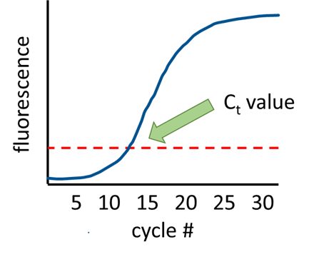 Because the reaction is exponential, the amount of DNA made with each cycle looks like the blue line in this graph – it starts out by doubling with each cycle, and then tapers off as the reaction runs out of primers to make new strands.