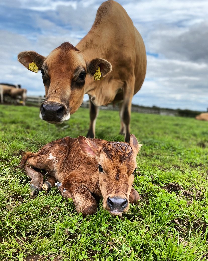 Meganrosexo's tweet photo. Welcome to the world little one #jersey #heifer #calving20 #dairy #farm #freshbaby https://t.co/PcQa1gacxt