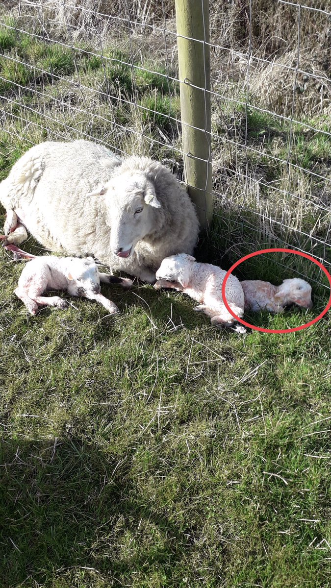 Nick Dowler tweet media