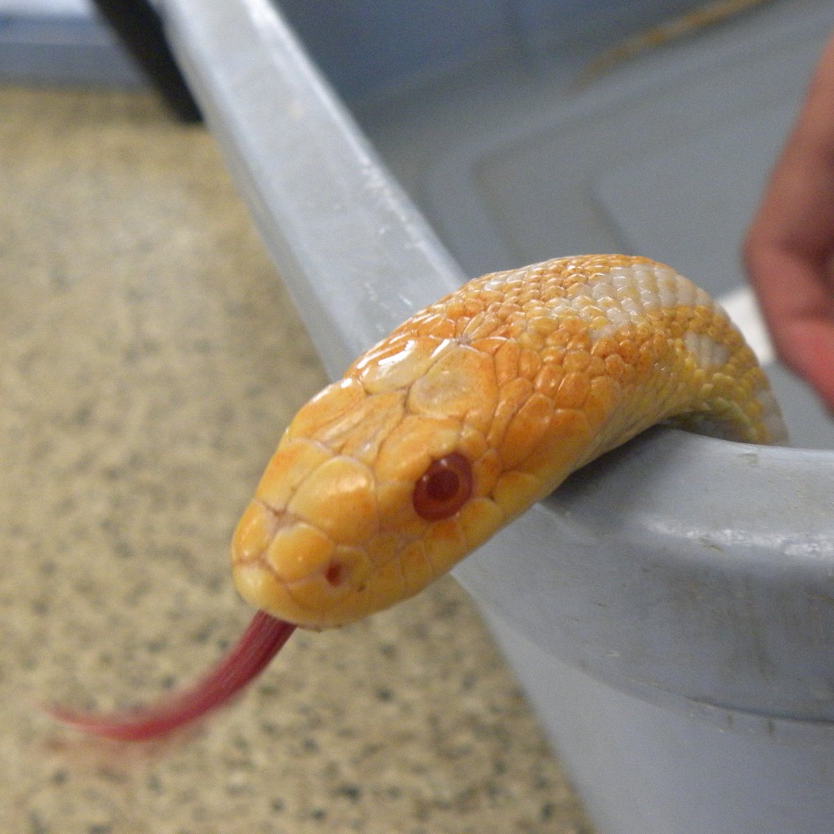 NEWZOOGB's tweet photo. It's #SlitherSunday! (That's totally a thing, right?) Meet Maize, our fox snake, who is albino. He lives behind the scenes in our Education Center, but you can meet him during private programs, like our Unlikely Artist Encounters! Learn more: https://t.co/hWECnXknrR https://t.co/mOZKNvWTUQ