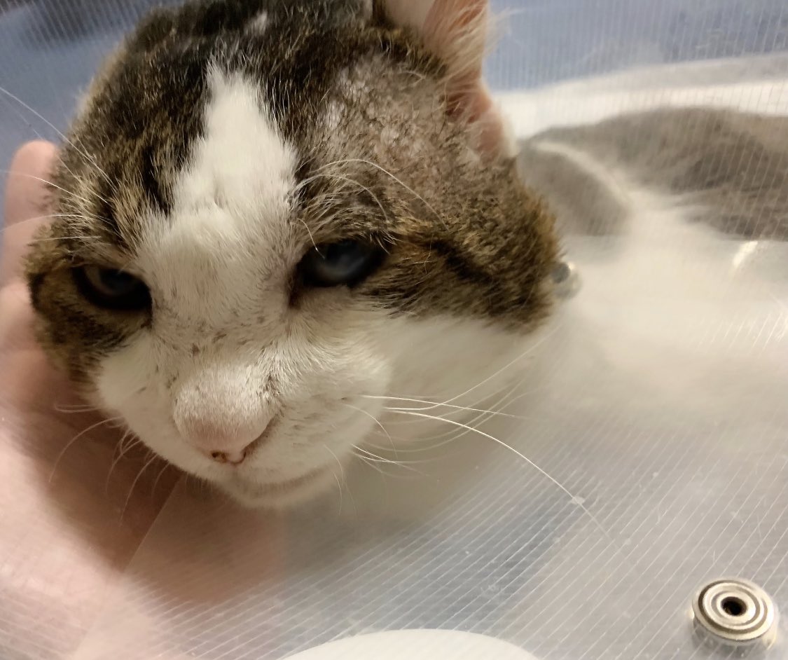 ジル On Twitter 膀胱内洗浄 摘便が終わってすっきりの優太 猫を飼うって家族が増えるということ その子達を迎えて名前をつけて 一緒に過ごした幸せな日々があったはず やむを得ない事情があるならせめて優しい里親さんを必死に探して猫達の幸せを見届けて