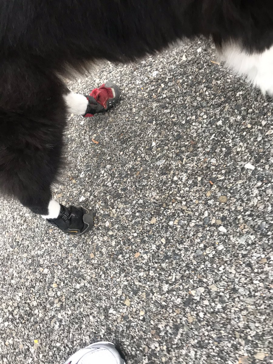 Can you tell I start my days in the dark 😂 I 
#dog #dogwalking #shoes #walk