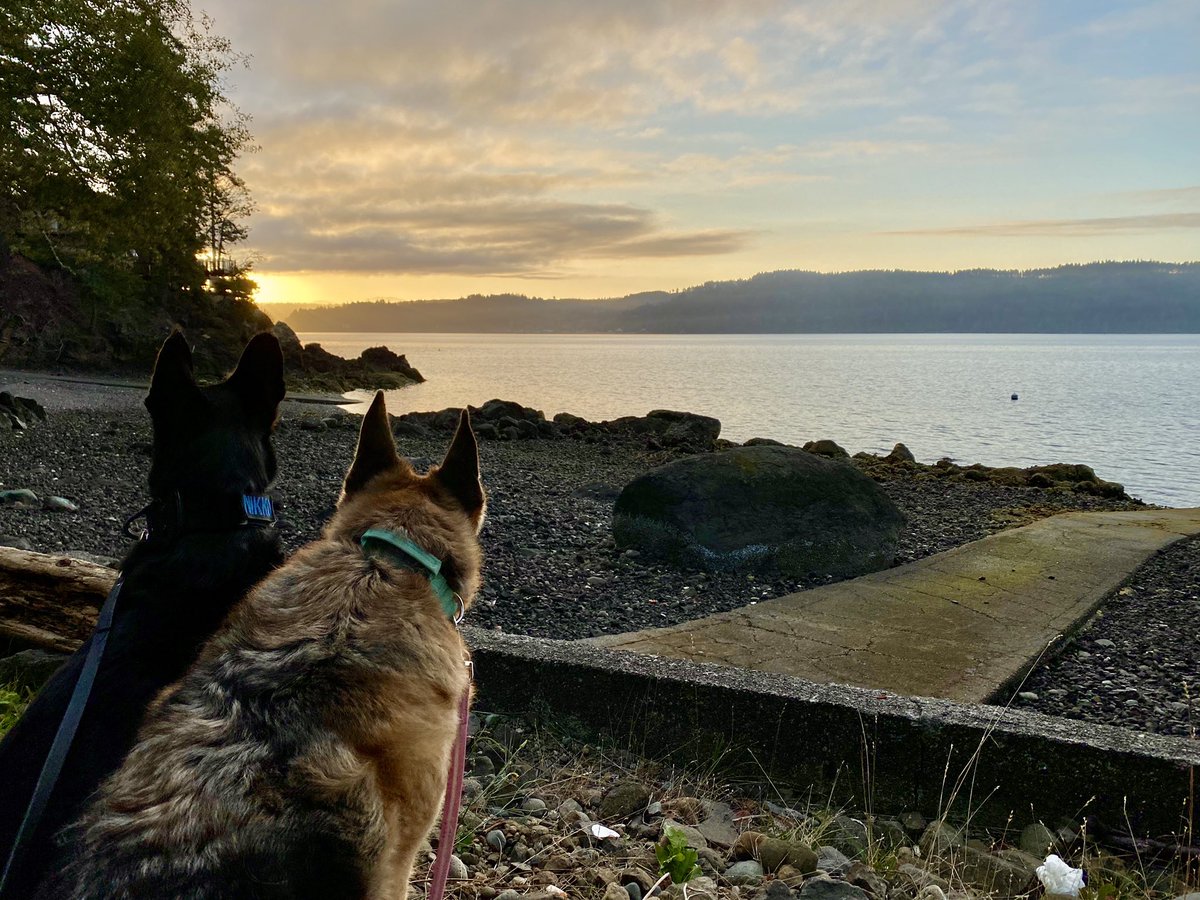 JoshHasDogs's tweet photo. Sunrise at the cabin. Was a short overnight this weekend but still felt nice to just sit back relax and watch the canal.

#hoodcanal #weekendgetaway #pnwgsdpack #gsd #germanshepherd #landshark #k5pets #Rescuedog #blackmalinois #maligator #belgianmalinois #malinoislovers https://t.co/dM1vD4QBVj