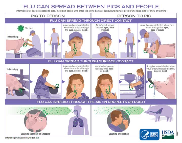 16) No proof is given for the far-fetched claim that “descendants” of the 1918 virus still persist “enzootically” in pigs. There cannot be such a thing as “cross-species transmission,” e.g., from animals to humans, simply because animal RNA/DNA is incompatible with human RNA/DNA.