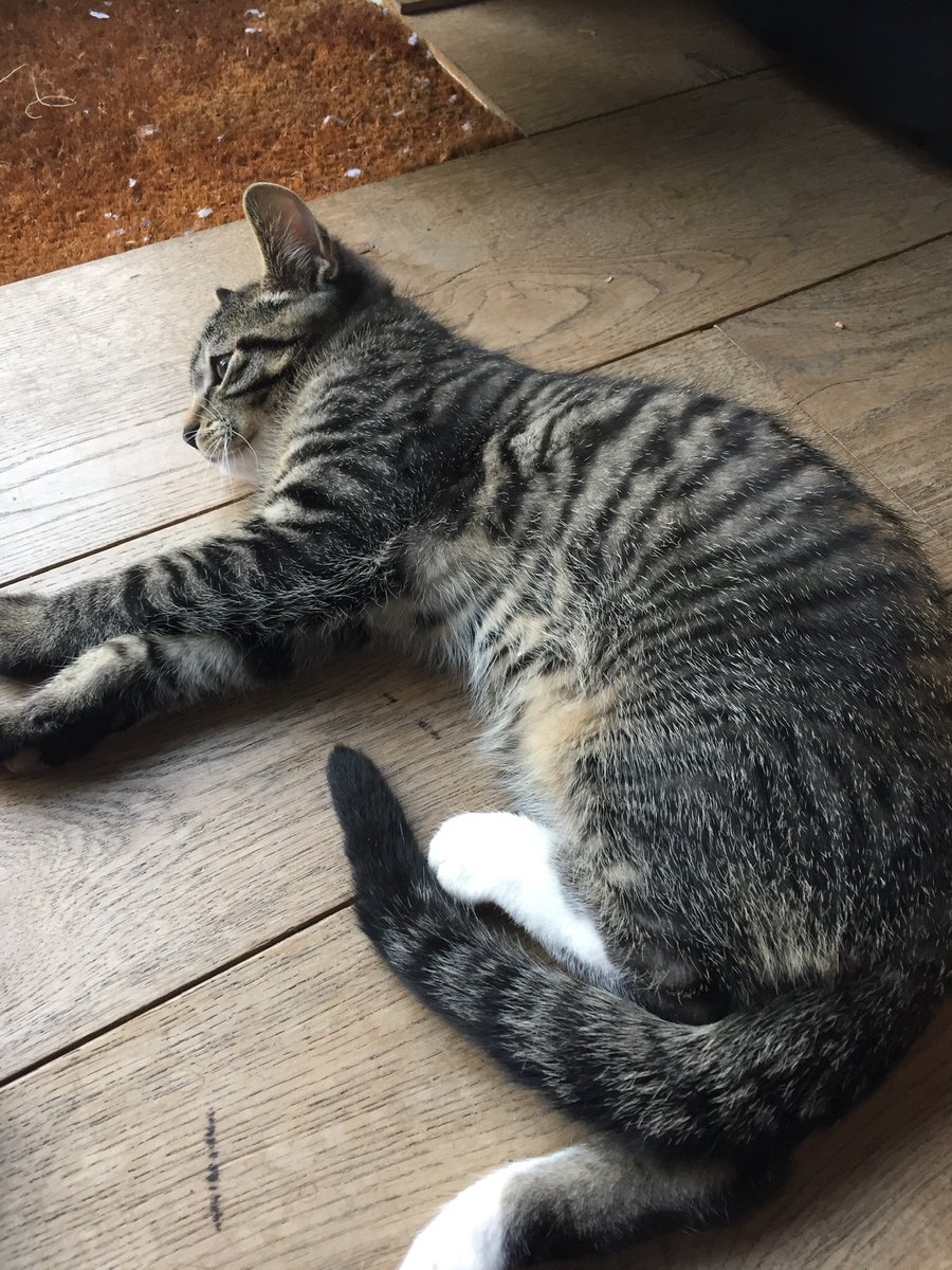 Thanks_TomEllis's tweet photo. @MoppyOpps @tomellis17 
...with this tweet I want to thank you so much for letting others (inclusive me) know to give lost cats a home. My two loved rescued furballs are living now their happiest life. I don’t want to miss them anymore.❤️ https://t.co/lUHUylNrdv