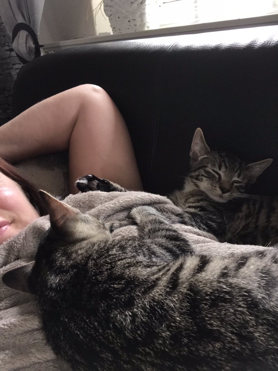 Thanks_TomEllis's tweet photo. @MoppyOpps @tomellis17 
...with this tweet I want to thank you so much for letting others (inclusive me) know to give lost cats a home. My two loved rescued furballs are living now their happiest life. I don’t want to miss them anymore.❤️ https://t.co/lUHUylNrdv