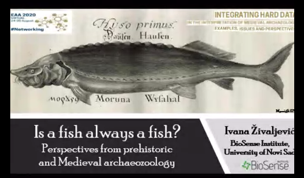 samleggs22's tweet photo. 🐟≠🐟? Comparing #prehistoric &amp; #medieval #zooarch assemblages w Ivana Živaljević @BioSenseRS @RektoratUNS #s275 human-animal interactions &amp; social meaning beyond economics &amp; foodways #eaa2020virtual @archaeologyEAA #danube #fish #ecology #archaeology #posthumanism https://t.co/JpxQezQIa7