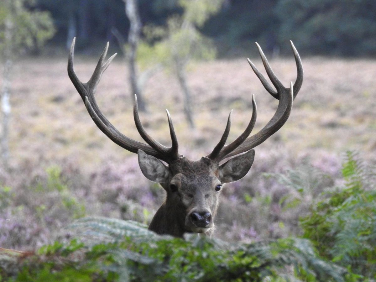 A Royal Stag in the #NewForest yesterday evening. I’ll never take where I live for granted.
