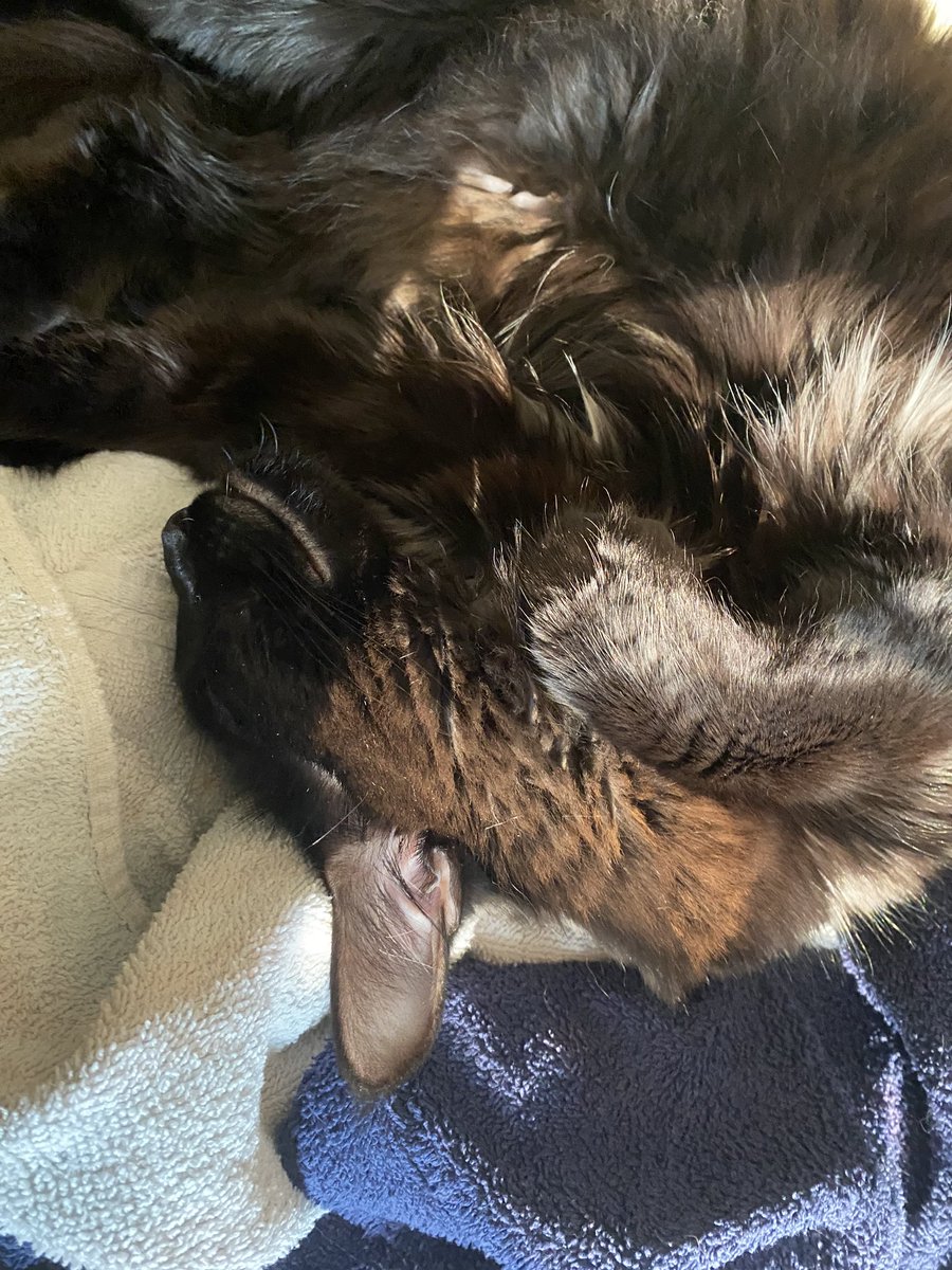 ixi teh bunny tweet media