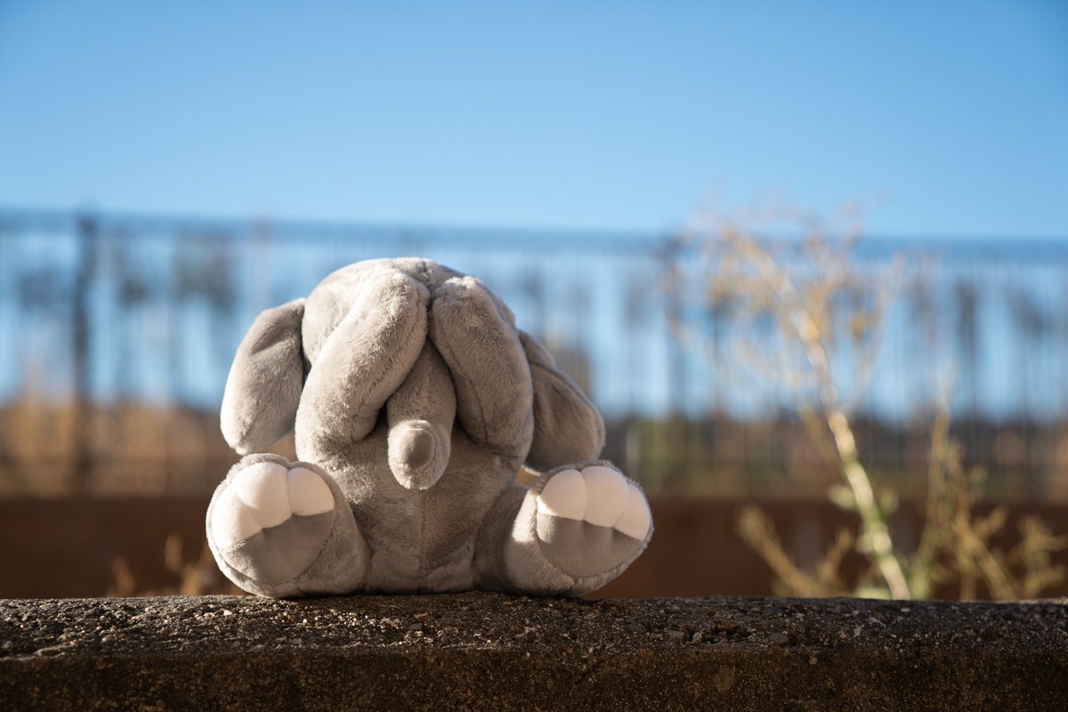 cutestplushies's tweet image. The cutest shyest baby elephant you will want to have

amazon.com/Baby-Shy-Eleph…
#plushtoy #plushdesigner