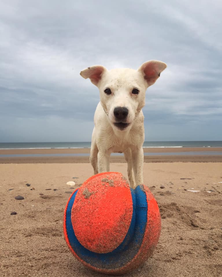 “Hooman, do you know what time it is?! It’s fetch o’clock, so it's time to get chucking!” What have you been up to this Sunday? ⏰🏀🐶