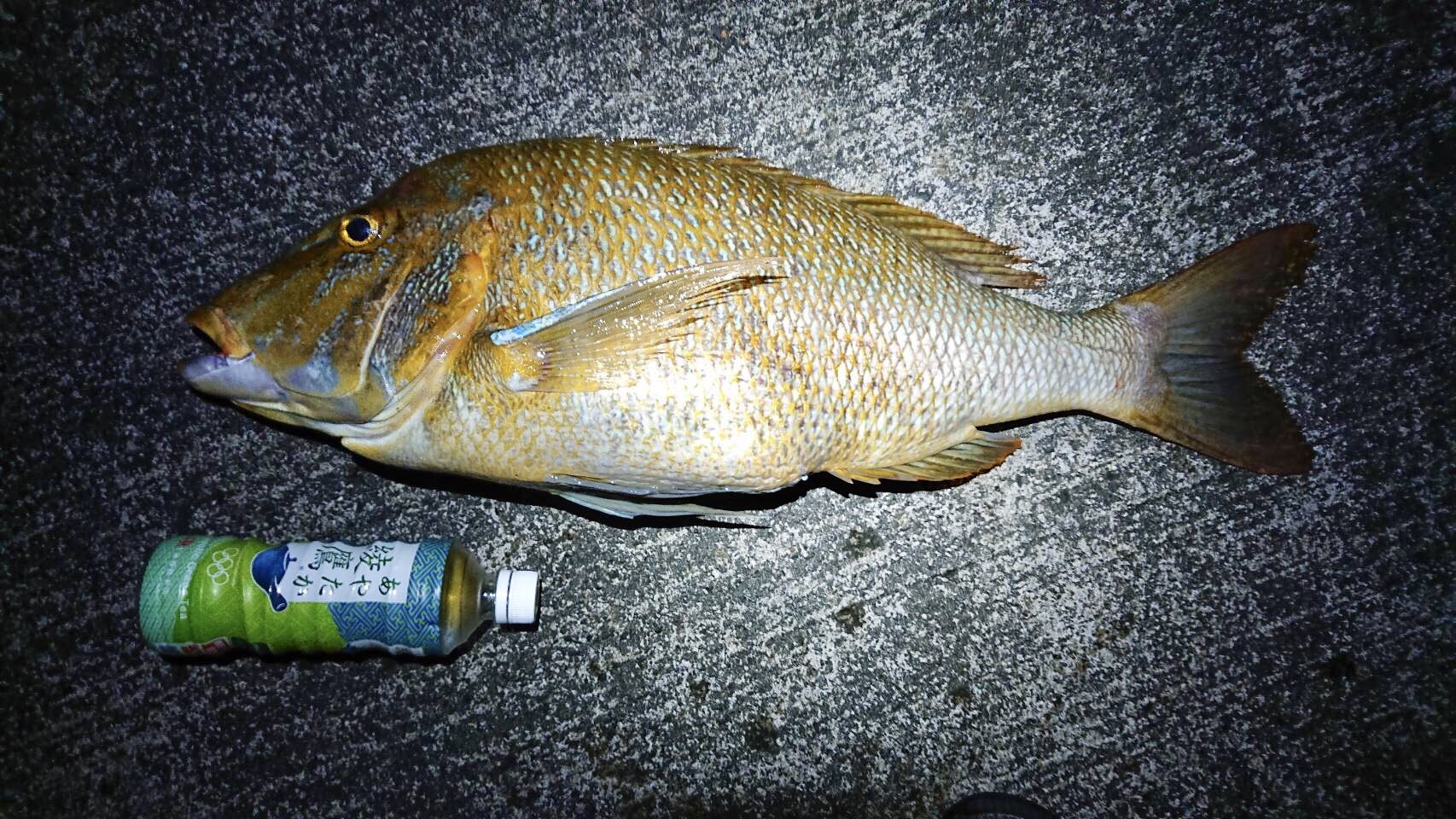 お魚fantasista 神津島 熟成魚工房 昨日の釣果 本命のフエダイは全く釣れず タマンは70cm4 5kg大型 ヨスジフエダイcmちょっとの中型が釣れた タマンは磯臭いと言う人も多いが 基本的に血の臭いがキツい魚なので 釣り場で出来る限りの血抜きをして