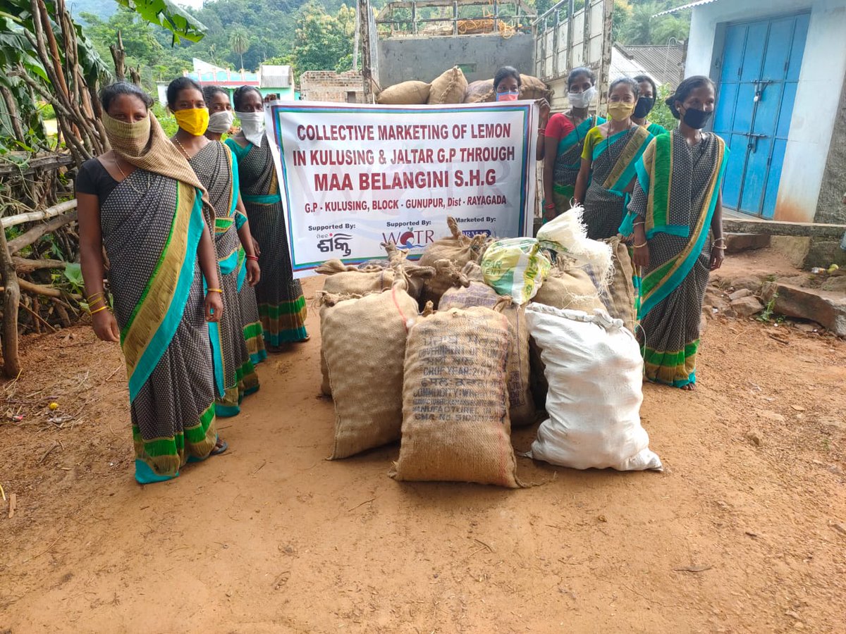 KasturiSamal's tweet photo. #collectivemarketing of lemon through Maa Belangini SHG, supported by @WOTRIndia in collaboration with @mission_shakti of Gunupur @RayagadaO &amp; marketed by @Ormas @MoSarkar5T @CMO_Odisha. Initiatives has taken by Lanjia saura @tribal_women Odisha #AtmaNirbharBharat @rajeshpatilias https://t.co/FgJQmjDUIJ