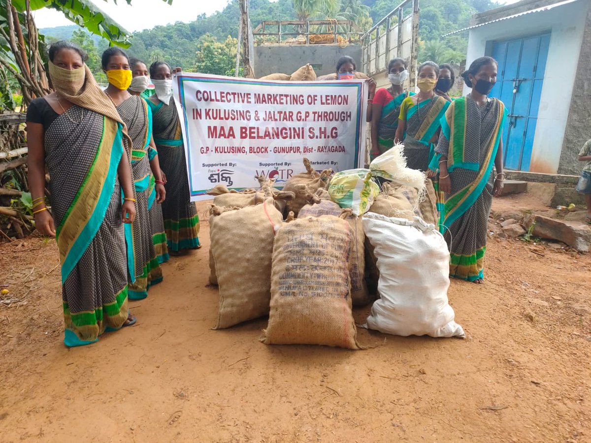 KasturiSamal's tweet photo. #collectivemarketing of lemon through Maa Belangini SHG, supported by @WOTRIndia in collaboration with @mission_shakti of Gunupur @RayagadaO &amp; marketed by @Ormas @MoSarkar5T @CMO_Odisha. Initiatives has taken by Lanjia saura @tribal_women Odisha #AtmaNirbharBharat @rajeshpatilias https://t.co/FgJQmjDUIJ