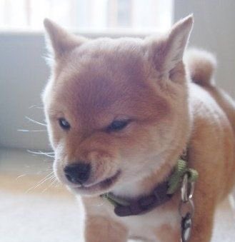 taki being the cutest shiba inu in real life, a thread