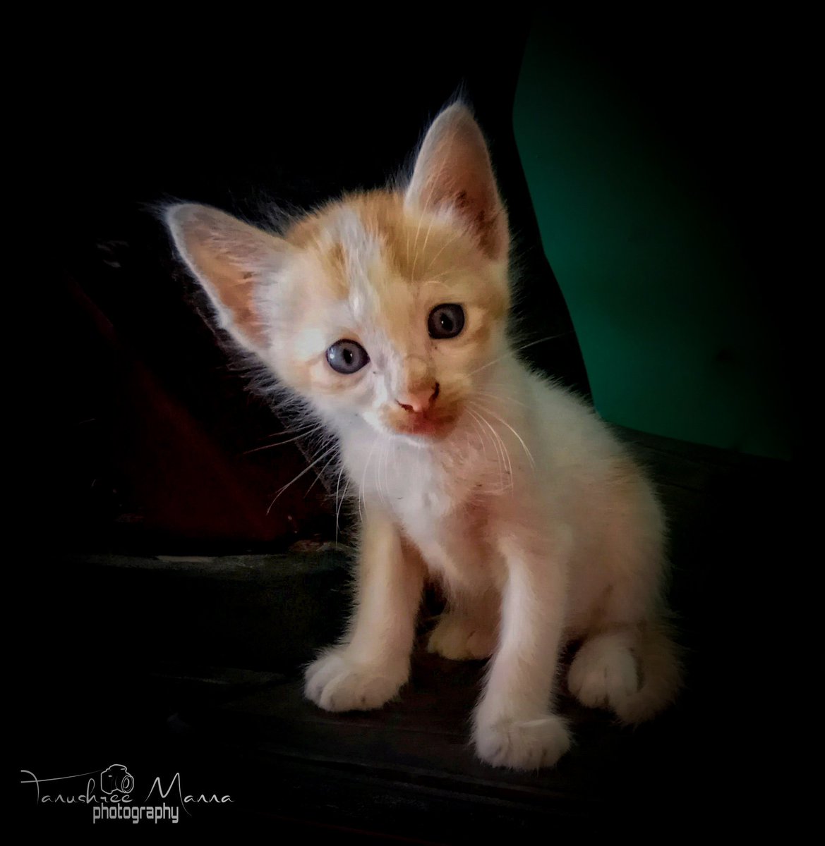 TanushreeMann15's tweet photo. #catlover🐈💕
একটু মাথা নাড়িয়ে 🐱ভালো মতন তাকিয়ে😻 ছবি তুলতে সাহায্য করল🐾❤️
By👉#redmi_note_4📲 https://t.co/0pCvK8MwMb