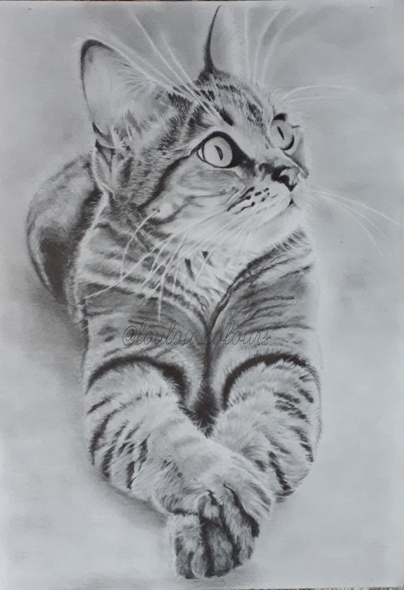 Эскиз кошки карандашом живопись