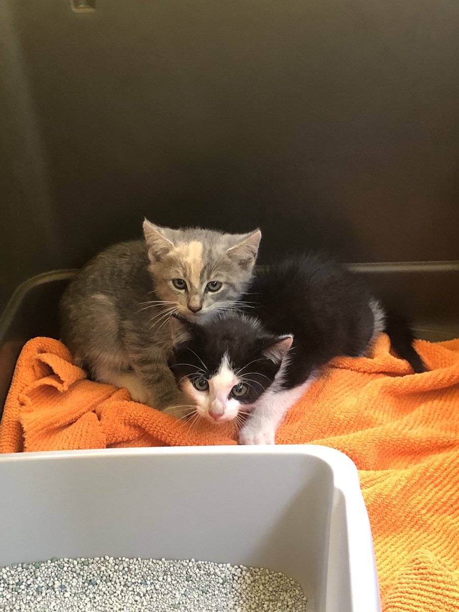 rose_laurenn's tweet photo. If anyone wants a kitten please let me know, these 2 babies where found yesterday and I’m taking care of them till they find a home https://t.co/BS7wuameo8
