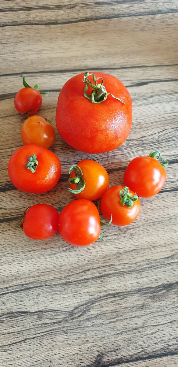 LauraOC_AXS's tweet photo. Harvested these beauties this morning. Fresh always tastes better. #Homegrown #Tomato #VegetableGardening https://t.co/iTfKSVkKnL