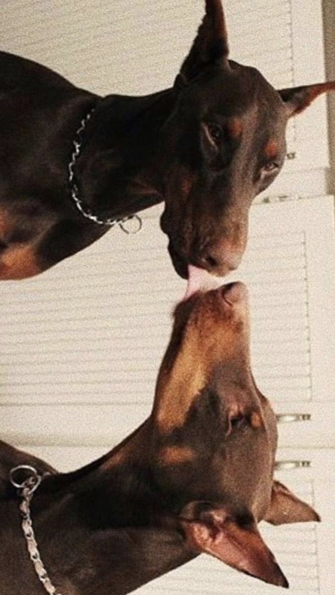 iivanmena's tweet photo. My fav dog bros 😳 https://t.co/LaheujCCRn