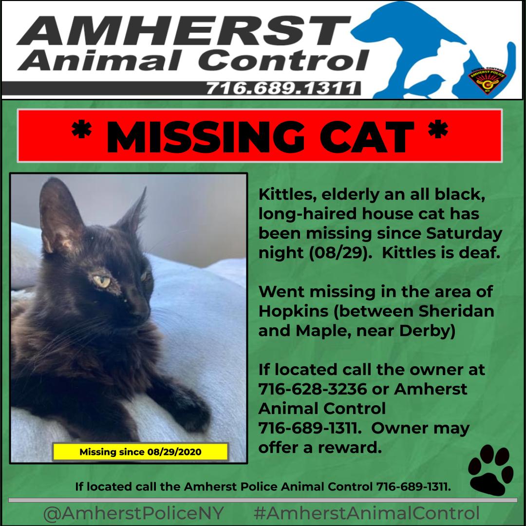 amherstpoliceny's tweet photo. [AMHERST POLICE, NY] -- Kittles, elderly an all black, long-haired house cat has been missing since Saturday night (08/29).  Kittles is deaf.

#AmherstAnimalControl
#MissingAnimalBuffalo https://t.co/snClE4V4mS