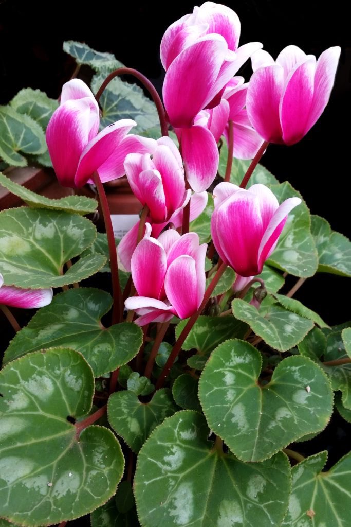 New Season bedding now available Cyclamen Make sure the plant has excellent drainage with a potting soil that holds water well. Water your cyclamen plant only when the soil is dry to the touch, but do not leave the plant in this dry state 4 long. #plants #gardening