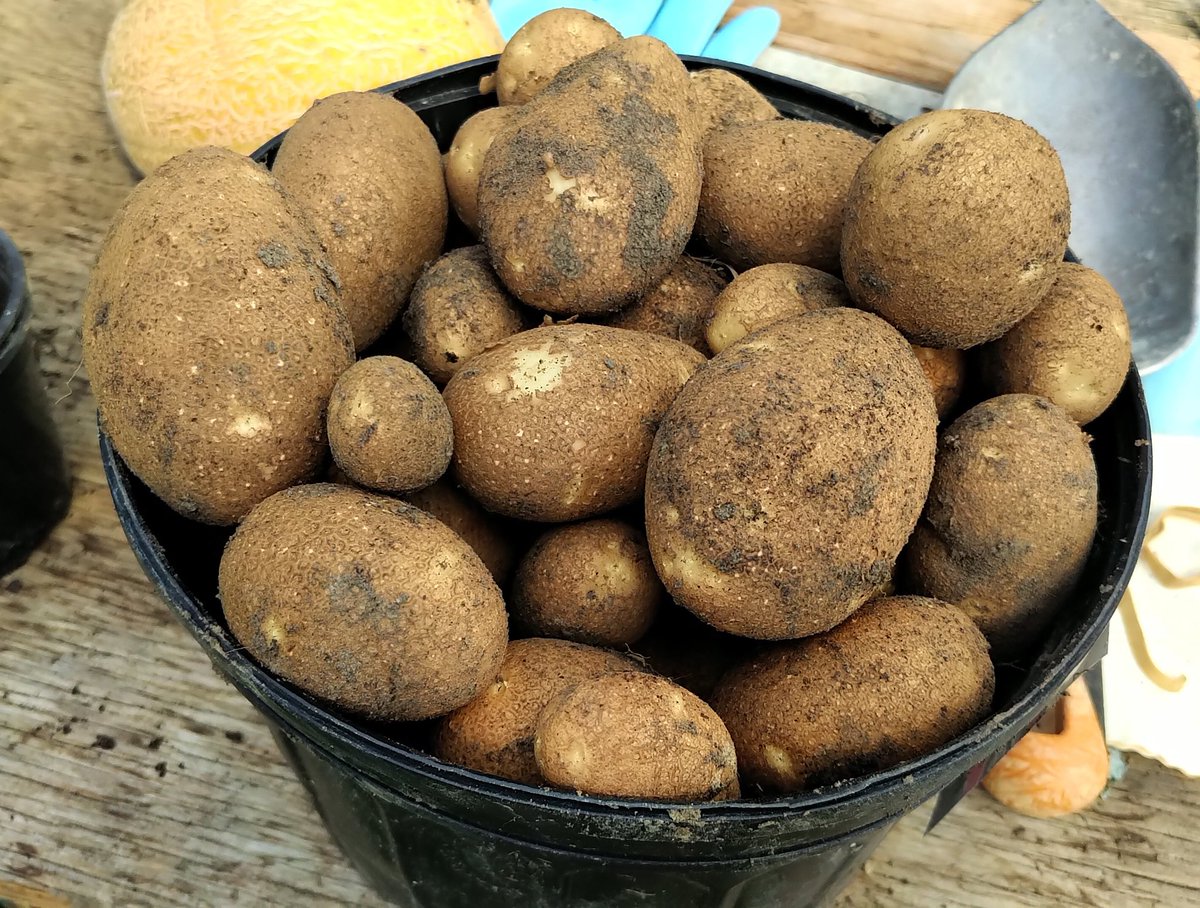 GreatRootBear's tweet photo. Harvesting potatoes and figuring out a Lister engine.

Sunday at the #RootFarm https://t.co/FFokM5hx7Z