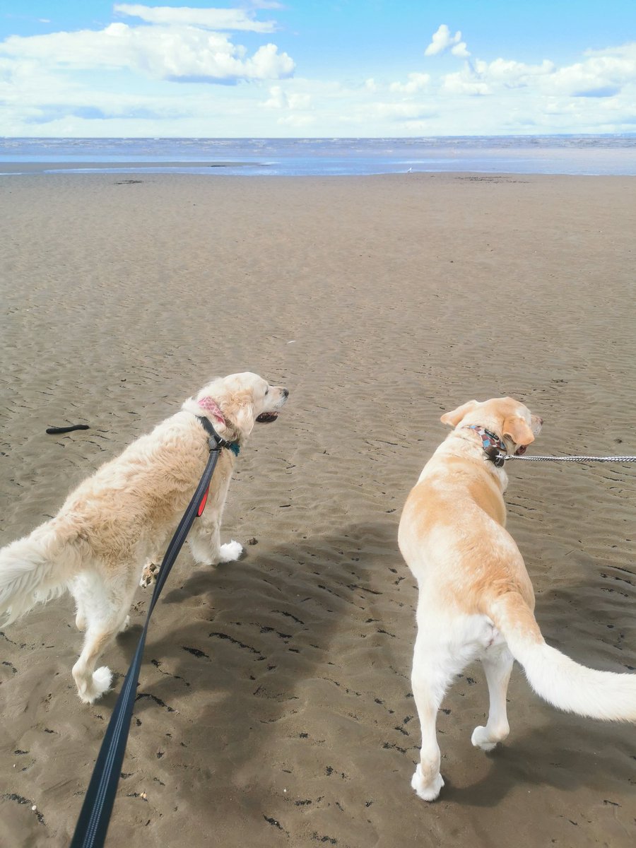 LouJ1612's tweet photo. Back from a fantastic weekend in Somerset at the beautiful @oldstablesbandb Thank you Aly, Simon and Jasper.
We will definitely be back to visit again soon
#Chelynch #BerrowBeach #CheddarGorge #GlastonburyTor #dogfriendlybandb #dogfriendlyhotel https://t.co/iDkzN7zWXk