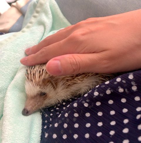 agu123rin's tweet photo. ラストぐぅちゃん https://t.co/GjxxElmCCS