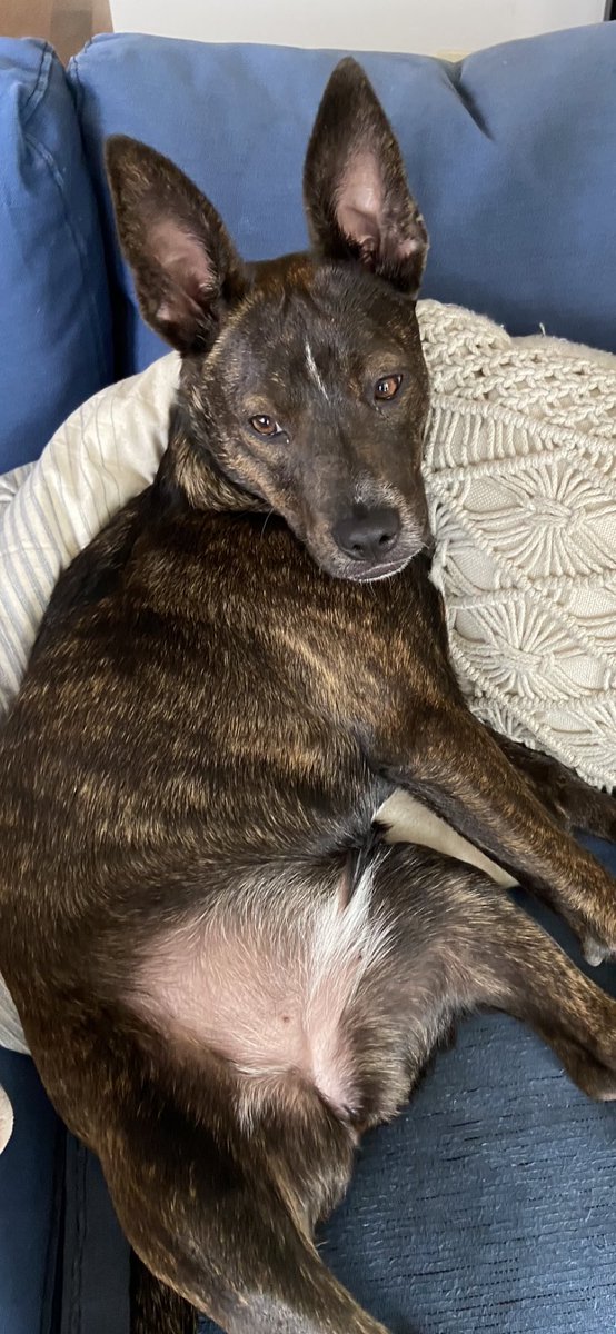 rawkwell's tweet photo. 2020 is the worst, but in April, we adopted Lola, the snuggliest, sweetest cattle dog mix, and she gets me out of bed when I feel like I can’t, and makes me forget the world is crumbling outside https://t.co/cDy5RA6AO6