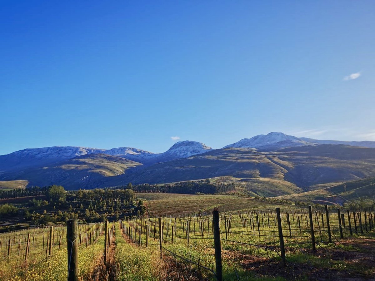 PaulCluverWines's tweet photo. Now that's cool climate!
We were able to serve our Estate Pinot Noir extra chilled this weekend - surrounded by snowy mountain peaks.
#ElginValley #ExperienceElgin #CapeSnow #CapeWinelands #Groenlandberg https://t.co/coPgiU0NDv