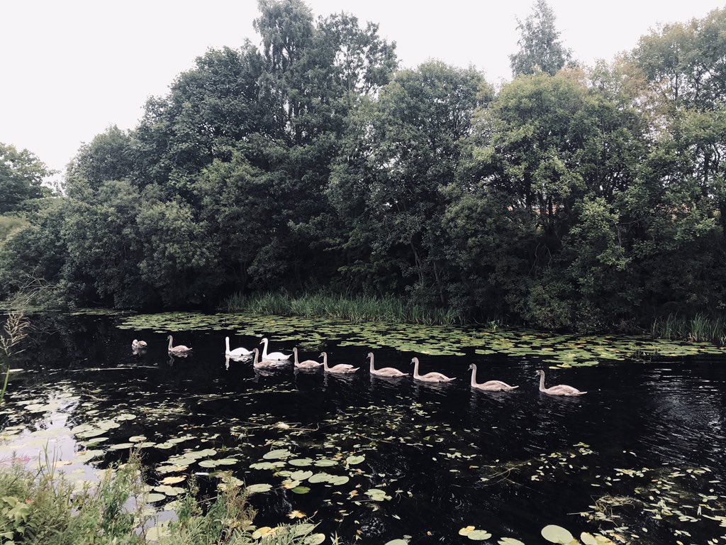 NShawTraining's tweet photo. Amazing sight on the canal today. Anyone wishing to use this photo for singing 8 little swans in nursery is very welcome ๐คฃ #strathbacp #stratheyp https://t.co/UHUJpGXlkQ