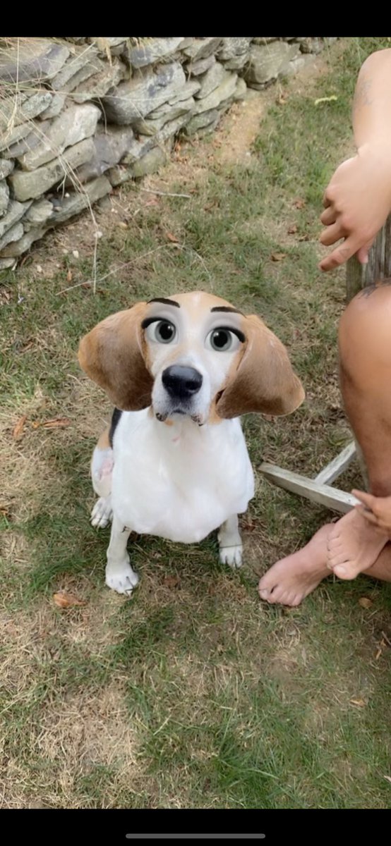 iamDRIGO's tweet photo. @gamb_bam @_hotboycraig Lmao did this to my friends dog https://t.co/TK2u9gdTgB