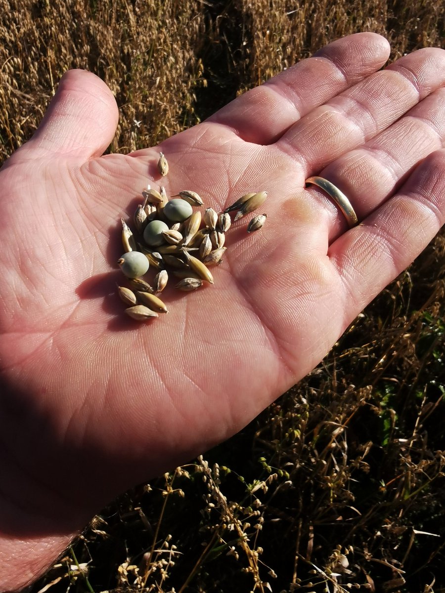 Grahamdeharris's tweet photo. Combicrop looks ready to cut. @westernseeds Morgan blend of peas, oats and barley. Fingers crossed for some more sunshine #organicfarming #combicrop #harvest2020 https://t.co/Xp8Y1t5itp