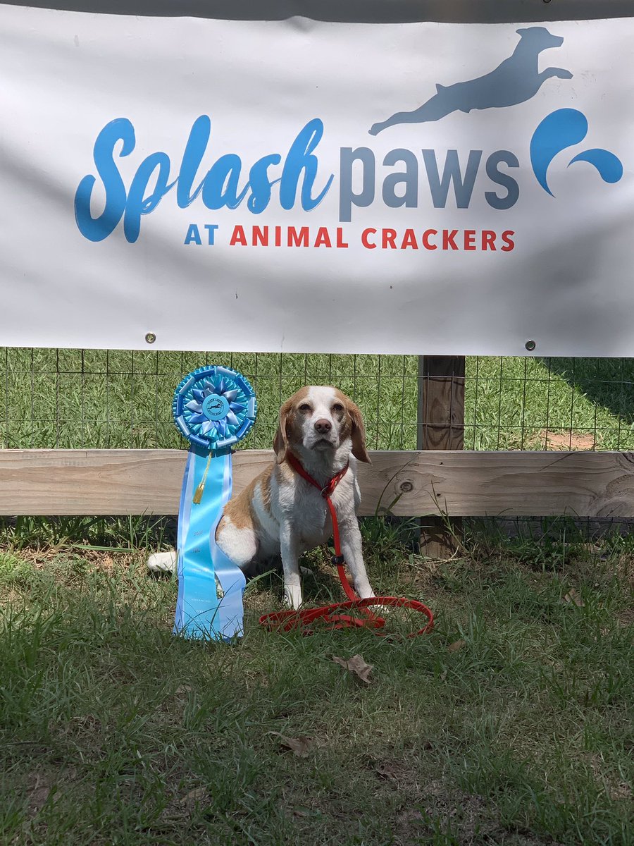 buffy1993's tweet photo. Got our Advanced dock diving title this weekend! We had a blast! #beaglesrule #purposebred #thisisakc #showdoglife https://t.co/33nI2xPbGs