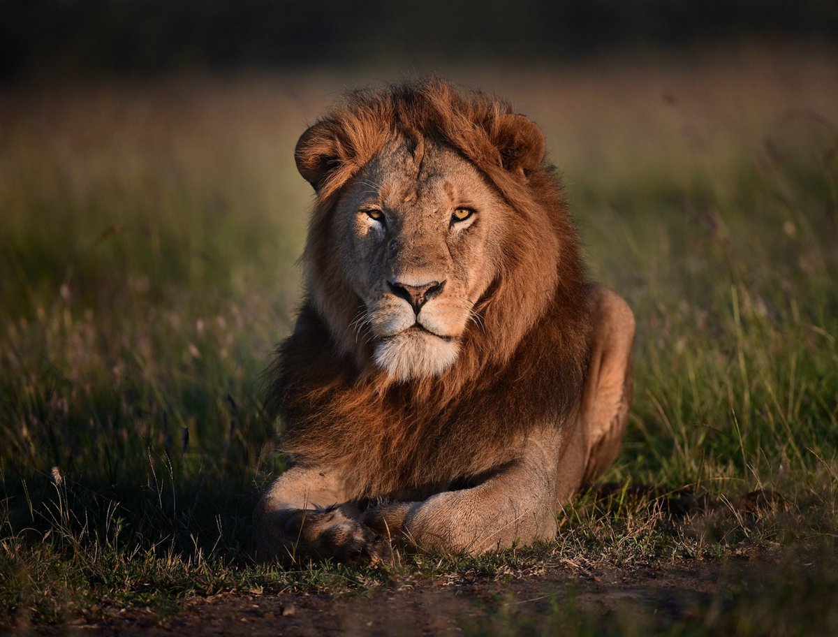 Tuliadestin's tweet photo. https://t.co/iRsHVlP5nw  strives to make safaris richly rewarding and thoroughly enjoyable 
Book today your hotel room, tour destination, flights by login to https://t.co/iRsHVlP5nw

#travel #wildlife #wildlifephotography #safari #elephants #lions #zebras #vacation https://t.co/pQUCIi432S