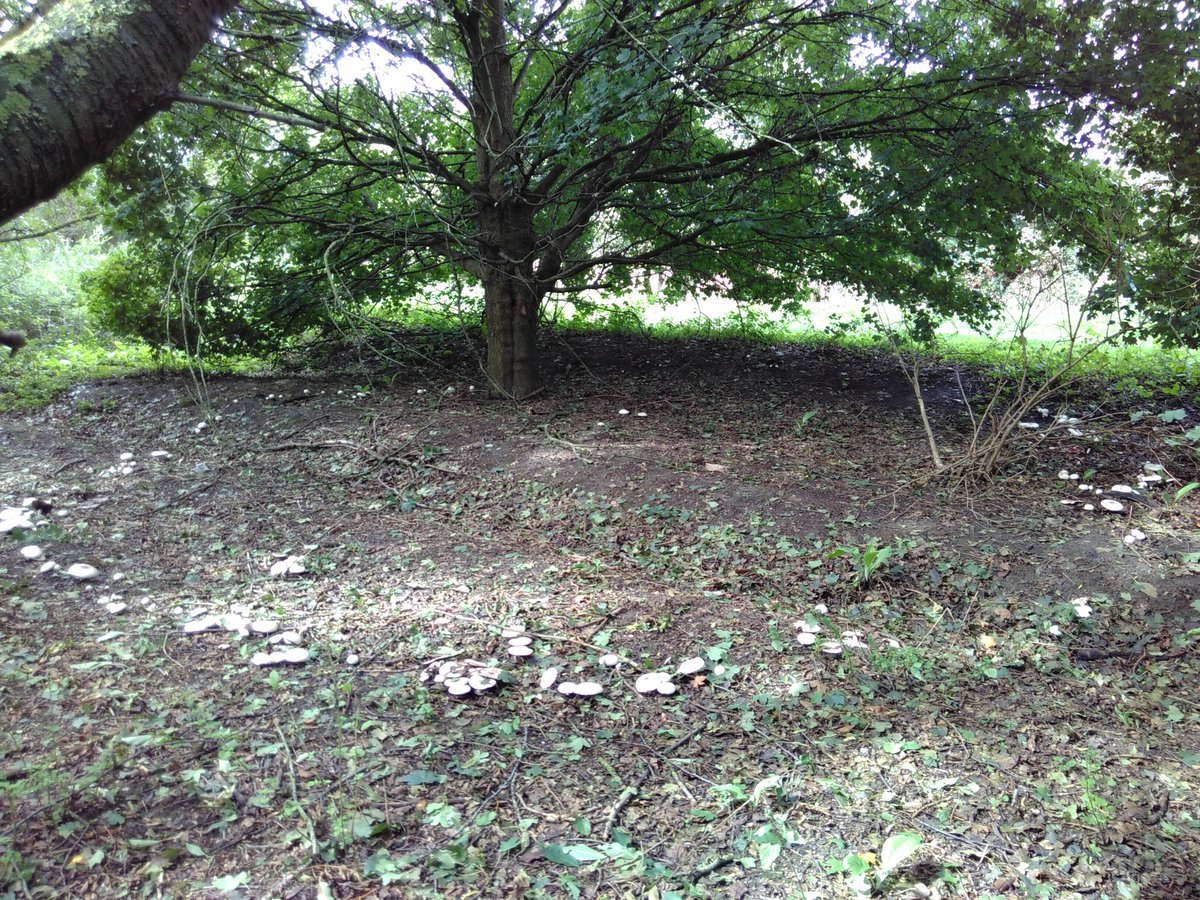 PV_Physicist's tweet image. Went for a long run today to train for #nerdrun in October. Was a bit stop and go because nature was being too cool so I had to stop to take pictures.