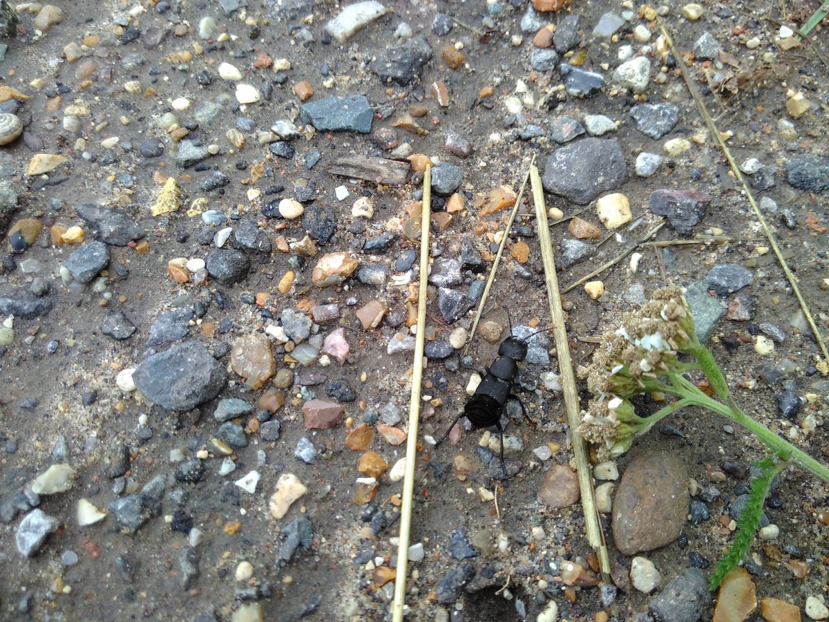 PV_Physicist's tweet image. Went for a long run today to train for #nerdrun in October. Was a bit stop and go because nature was being too cool so I had to stop to take pictures.