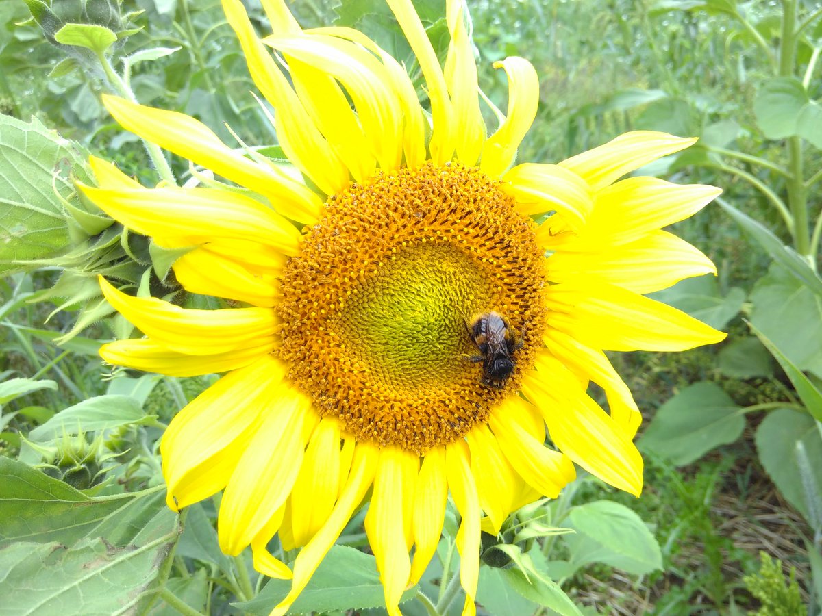 PV_Physicist's tweet image. Went for a long run today to train for #nerdrun in October. Was a bit stop and go because nature was being too cool so I had to stop to take pictures.