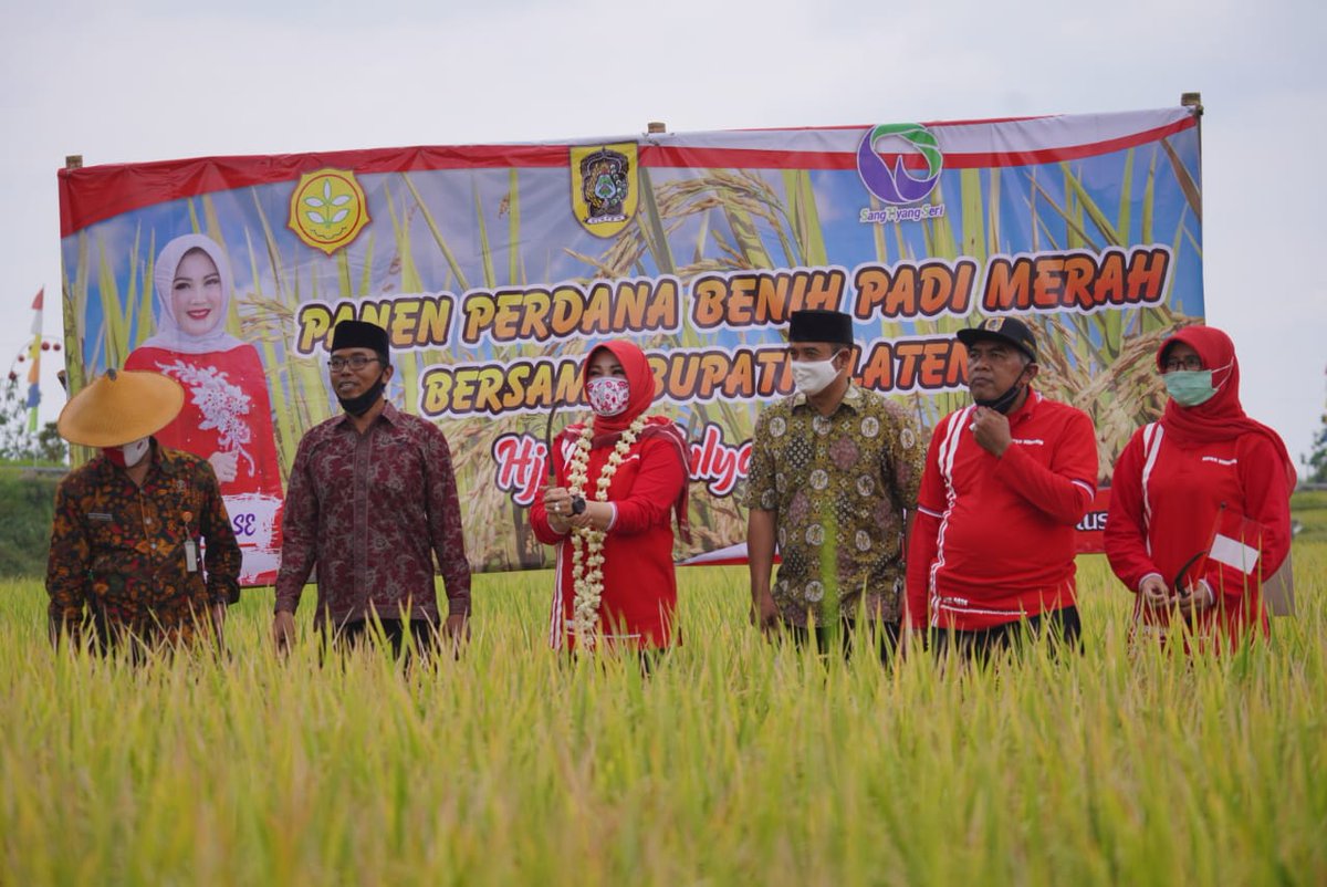 “Kita panen padi merah hari ini, nilai jualnya lebih menjanjikan & menguntungkan. Setelah ini benihnya diberikan ke petani Demakijo terlebih dahulu biar coba menamnya, setelah itu barulah dijual” ujar Bupati Klaten Sri Mulyani dihadapan para petani Desa Demakijo, Jumat (28/8)