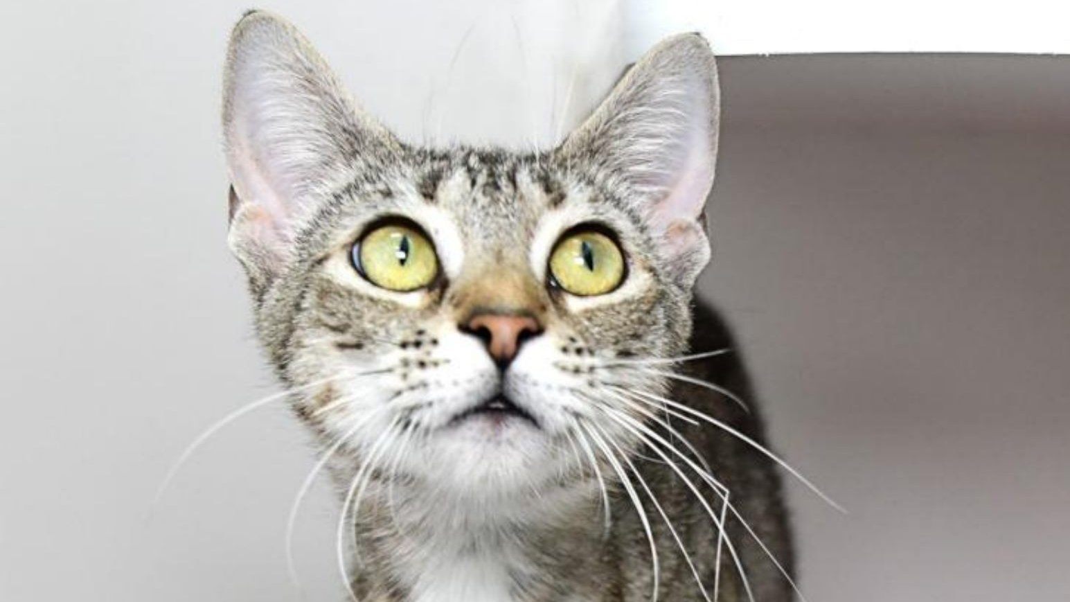 Humane Society of Sarasota County on Twitter: Humane Society of Sarasota County on Twitter: